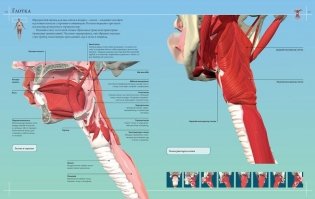 Анатомия человека 360°. Иллюстрированный атлас фото книги 6