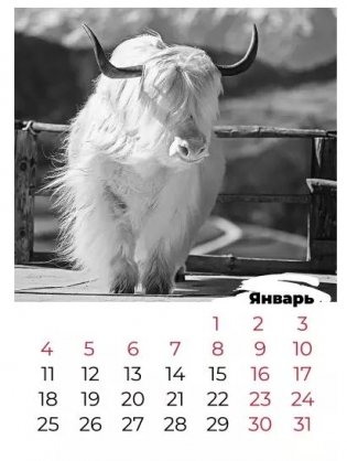 Календарь "Год быка" на 2021 год фото книги 3