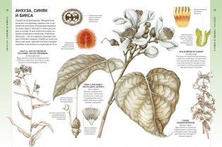 Всё о цветущих растениях, прекрасных и загадочных фото книги 6