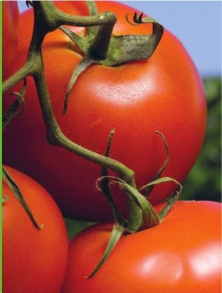 Все о томатах и огурцах от Октябрины Ганичкиной фото книги 4