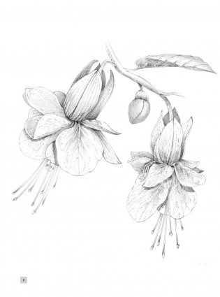 Полный курс рисования фото книги 7