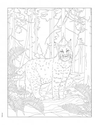 Creative Haven Forest & Woodland Wildlife Coloring Book фото книги 4