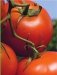 Все о томатах и огурцах от Октябрины Ганичкиной фото книги маленькое 5