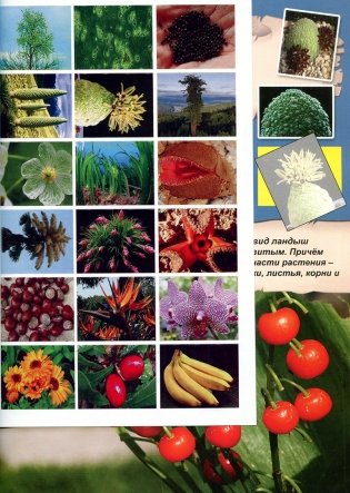 Разнообразный мир растений. Атлас фото книги 7