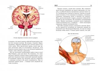 Анатомия человека. Школьный путеводитель фото книги 3