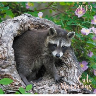 Календарь настенный перекидной на 2019 год "Дикие животные. Енот" фото книги