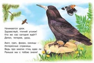 Лесные птицы фото книги 2