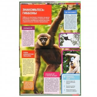 Большие обезьяны фото книги 4