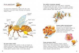 Как живёт пчёлка. Познавательные истории фото книги 6
