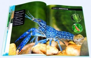 Креветки и раки в аквариуме фото книги 7