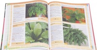 Комнатные растения. Иллюстрированный справочник фото книги 3