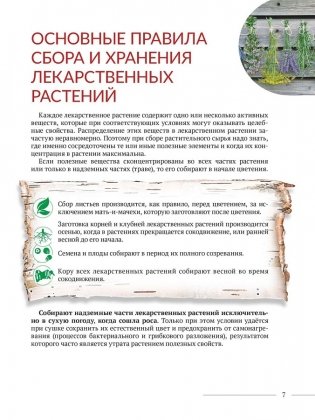 Зеленые лекари. Дикорастущие лекарственные растения Беларуси фото книги 3