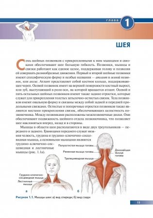Анатомия упражнений на растяжку. Иллюстрированное пособие по развитию гибкости и мышечной силы фото книги 10
