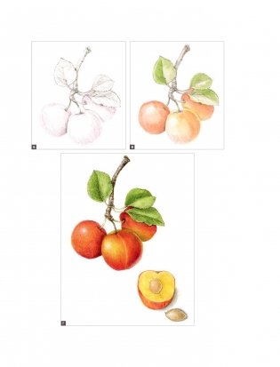 Ботаническая иллюстрация с удовольствием. Пошаговое руководство по изображению цветов, листьев, плодов и других элементов растений фото книги 17