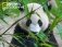 Пазл "Большая панда", 500 элементов фото книги маленькое 3