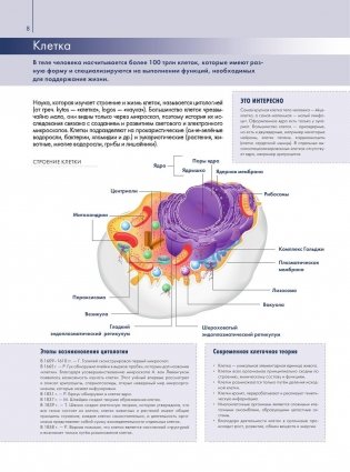 Анатомия человека. Большой популярный атлас фото книги 7