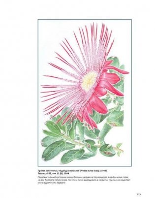 Ботаническая иллюстрация. Руководство по рисованию от Королевских ботанических садов Кью фото книги 2