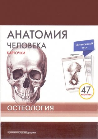 Анатомия человека. Остеология (47 карточек) фото книги