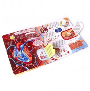 Как устроен человек? Книжка с окошками фото книги 3