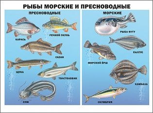 Плакат. Рыбы морские и пресноводные фото книги