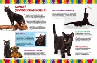 Моя первая книга о кошках и котятах. Детская энциклопедия фото книги 5