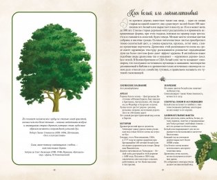 Тайный язык деревьев фото книги 4