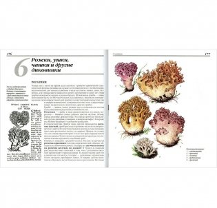 Грибы. 250 видов съедобных, ядовитых и лечебных грибов фото книги 3