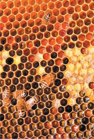 Азбука пчеловодства. От устройства пчелиного дома до готового продукта фото книги 10