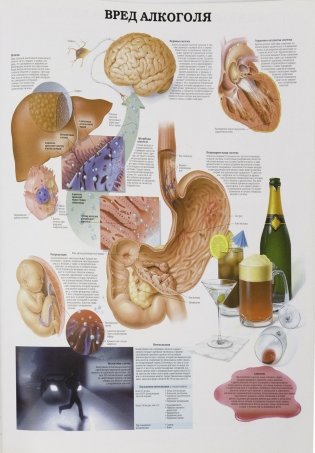 Анатомия человека: болезни и нарушения фото книги 10