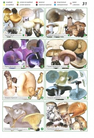 Всё о грибах. Популярная энциклопедия фото книги 3