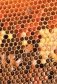Азбука пчеловодства. От устройства пчелиного дома до готового продукта фото книги маленькое 11