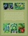 Овощи и пряные травы. Иллюстрированная энциклопедия фото книги маленькое 3
