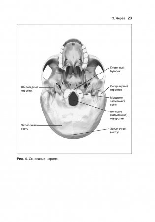 Анатомия тела в движении фото книги 2