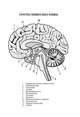 Нейробиология тревоги. Как победить тревожные мысли и сделать свою жизнь счастливее фото книги 16