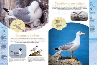 Животные морей и океанов. Большая школьная энциклопедия фото книги 3