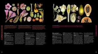 Атлас цветковых растений. 200 ботанических семейств в необычных ракурсах и мельчайших деталях фото книги 6