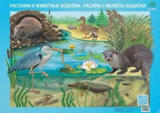 Плакат "Растения и животные водоёма. Расліны і жывелы вадаёма" фото книги