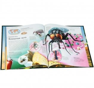 Насекомые и пауки фото книги 2