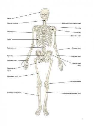 Анатомия лечебной растяжки фото книги 6