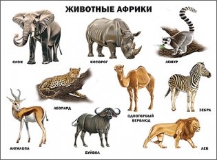 Плакат. Животные Африки фото книги