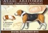 Атлас анатомии мелких домашних животных фото книги