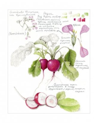 Ботаническая иллюстрация с удовольствием. Пошаговое руководство по изображению цветов, листьев, плодов и других элементов растений фото книги 4