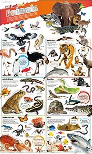 DKfindout! Animals Poster. Wall Chart фото книги