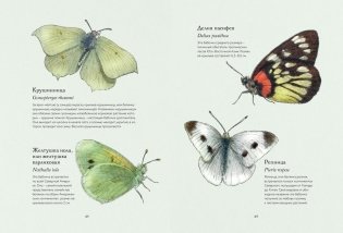 Загадочный мир бабочек фото книги 7