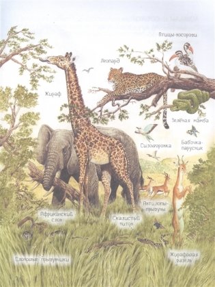 Удивительный мир животных. Энциклопедия для малышей фото книги 5