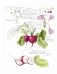 Ботаническая иллюстрация с удовольствием. Пошаговое руководство по изображению цветов, листьев, плодов и других элементов растений фото книги маленькое 5