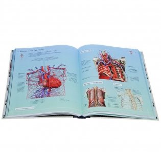 Анатомия человека 360°. Иллюстрированный атлас фото книги 2