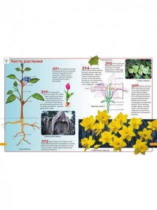 Детская энциклопедия. 1001 ответ на вопросы обо всём на свете фото книги 4