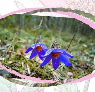 Прострел раскрытый. Растение года Беларуси фото книги 3