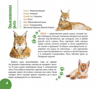 Белорусский лес. Серия «Планета животных» фото книги 3
